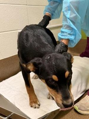 Cherry, Mixed Breed, puppy, available for adoption