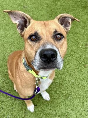 Beldum, Mixed Breed, adult, available for adoption