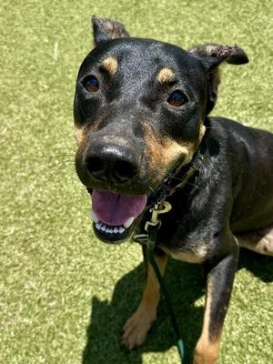Flipp, Mixed Breed, adult, available for adoption
