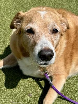 Brownie, Mixed Breed, adult, available for adoption