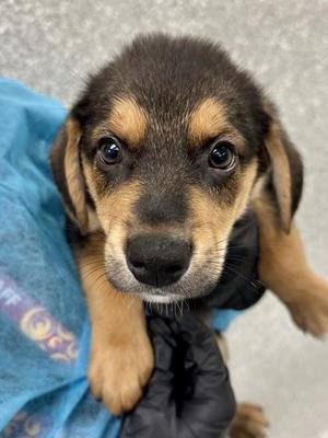 Benno, Mixed Breed, puppy, available for adoption