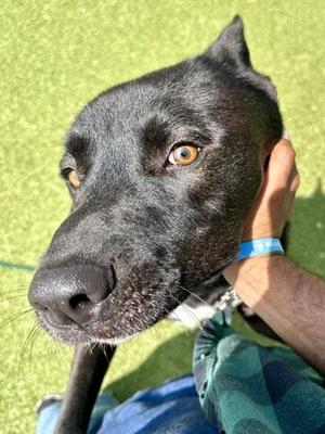 Enano, Mixed Breed, adult, available for adoption