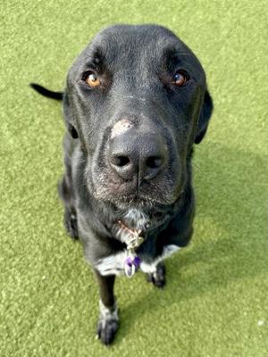Artemis, Mixed Breed, adult, available for adoption