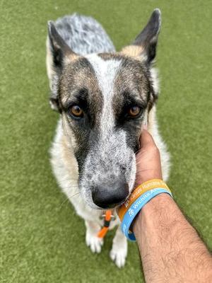 Athena, Mixed Breed, adult, available for adoption