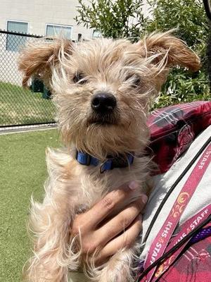 Albert, Mixed Breed, adult, available for adoption