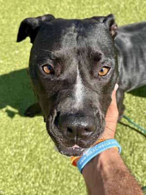 BeBe, Mixed Breed, adult, available for adoption