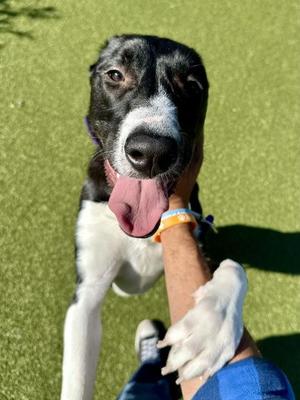 Bella, Mixed Breed, young, available for adoption