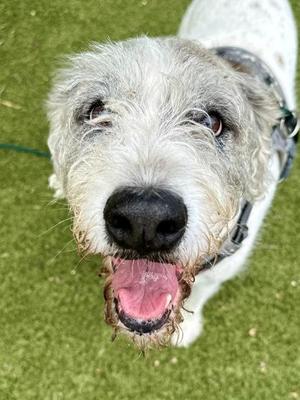 DJ, Mixed Breed, senior, available for adoption