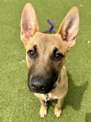 A close-up of a young dog with large ears and a black nose, standing on green grass. The dog has a purple leash attached to its collar.