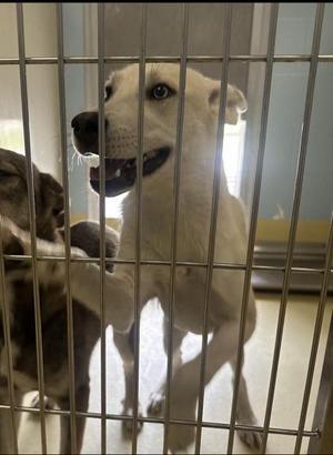 Cucumber Lime Fresca, Mixed Breed, young, available for adoption