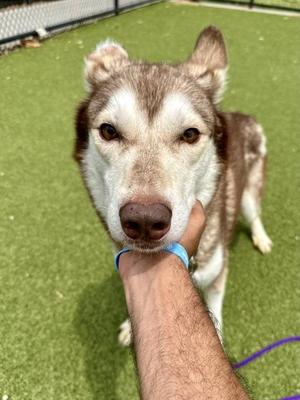 A close-up of a husky dog being petted by a person's hand.