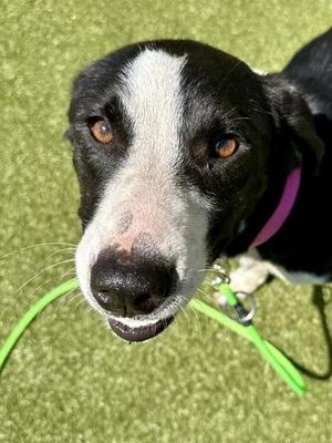Amulet, Mixed Breed, adult, available for adoption