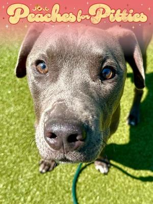 Extended Warranty, Mixed Breed, young, available for adoption