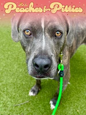 Dowser, Mixed Breed, adult, available for adoption