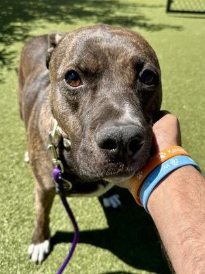 Aurora, Mixed Breed, adult, available for adoption