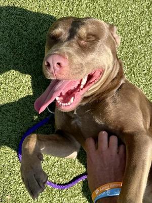 Boo Berry, Mixed Breed, young, available for adoption