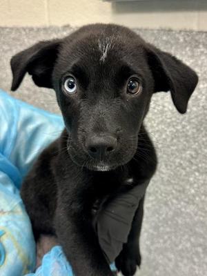 Bowie, Mixed Breed, puppy, available for adoption
