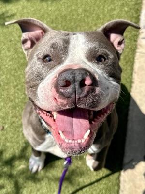 Babe the Blue Ox, Mixed Breed, adult, available for adoption