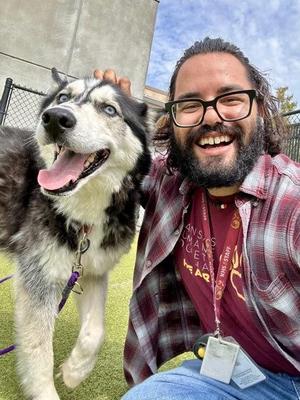 Echo, Husky / Alaskan Malamute, senior, available for adoption