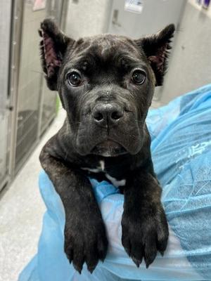 Beyonce, Mixed Breed, puppy, available for adoption