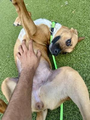 A brown dog lying on its back on green grass, being petted by a person's hand. The dog has a green leash attached to its collar.