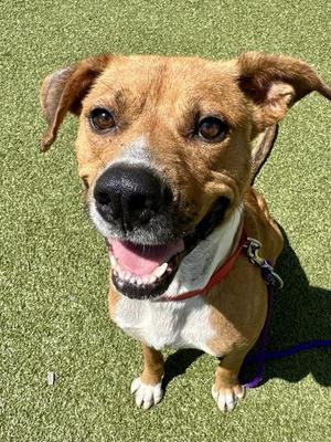 Faramir, Mixed Breed, adult, available for adoption