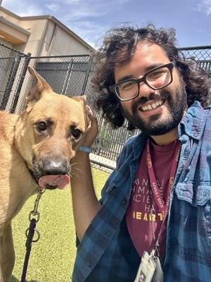 Cayde-6, Mixed Breed, adult, available for adoption