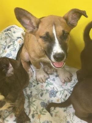 Autumn, Mixed Breed, puppy, available for adoption