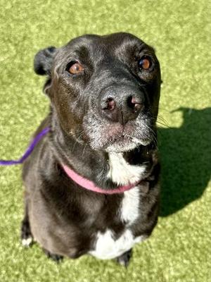 Bella, Mixed Breed, adult, available for adoption