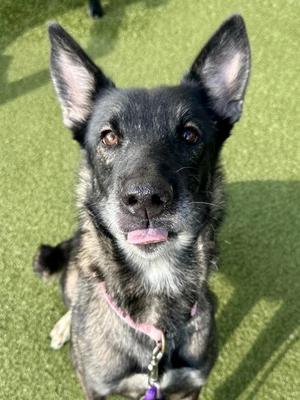 Belgian Waffle, Mixed Breed, adult, available for adoption