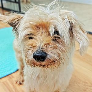 A close-up of a small, shaggy dog with light brown and white fur, standing on a wooden floor with a blue mat in the background.