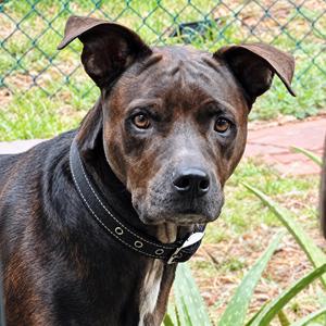 Jesse, Labrador Retriever, adult, available for adoption