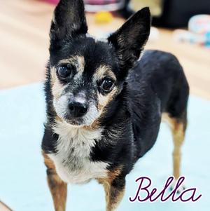 Bella, Rat Terrier / Chihuahua, senior, available for adoption