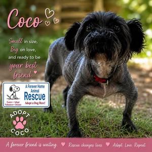 Coco, Yorkshire Terrier / Bichon Frise, senior, available for adoption