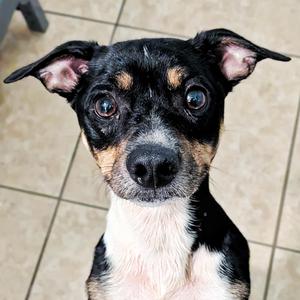 Bear, Beagle / Rat Terrier, young, available for adoption