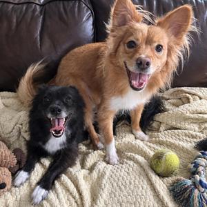 Jack & Rose, Pomeranian / Chihuahua, young, available for adoption