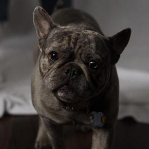 A close-up of a French bulldog with a gray coat, looking directly at the camera. The dog is wearing a collar with a bone-shaped tag.