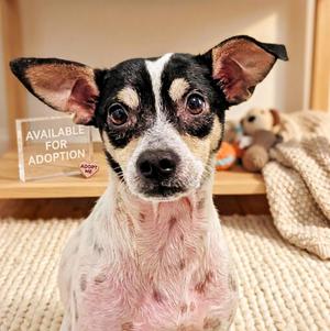 Toyota, Chihuahua, adult, available for adoption