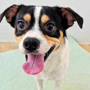 Jack, Rat Terrier / Chihuahua, young, available for adoption