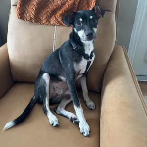 Dunkin, Chihuahua, puppy, available for adoption