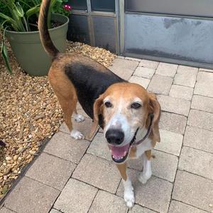 Minnie, Coonhound, adult, available for adoption