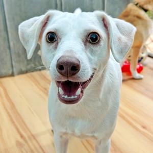 A white dog with floppy ears and a happy expression, standing on a wooden floor.