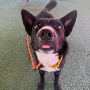 A black and white dog with a pink tongue sticking out, wearing a yellow collar and an orange leash, standing on a green carpet.