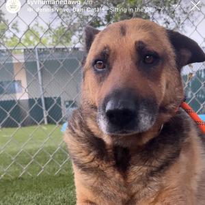 Grandma, Shepherd, German, senior, available for adoption