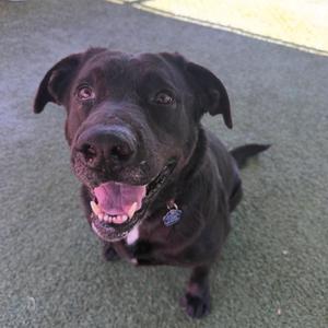 A black dog with its mouth open and tongue out, looking up at the camera.