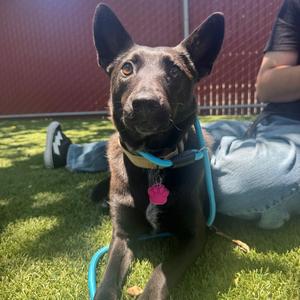 Nisha, Kelpie, Australian, young, available for adoption