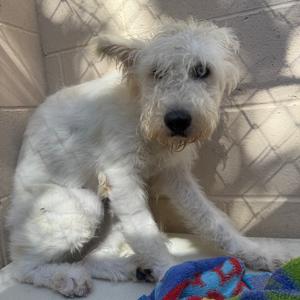 A white dog with shaggy fur sitting on a tiled surface, with a colorful blanket nearby.