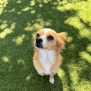 Butterball, Mixed Breed (Small), available for adoption