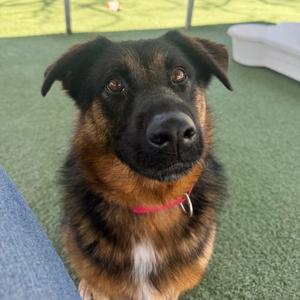 Hazel, Shepherd, German, senior, available for adoption