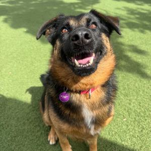 Hazel, Shepherd, German, senior, available for adoption